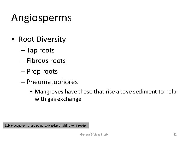 Angiosperms • Root Diversity – Tap roots – Fibrous roots – Prop roots –