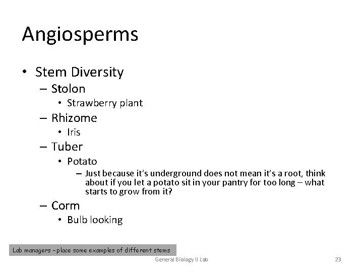 Angiosperms • Stem Diversity – Stolon • Strawberry plant – Rhizome • Iris –