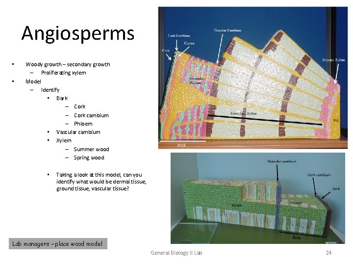 Angiosperms • • Woody growth – secondary growth – Proliferating xylem Model – Identify