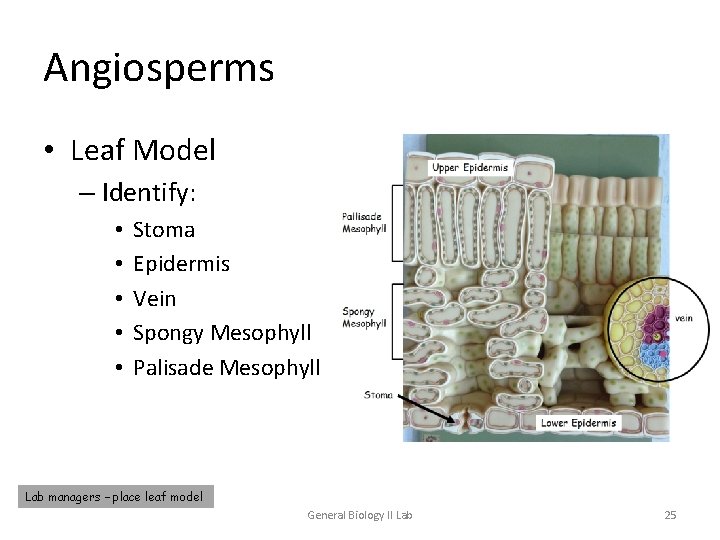 Angiosperms • Leaf Model – Identify: • • • Stoma Epidermis Vein Spongy Mesophyll