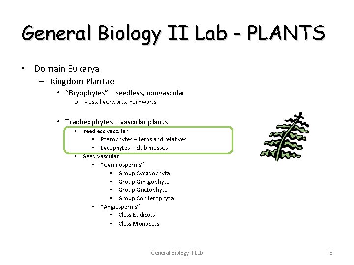 General Biology II Lab - PLANTS • Domain Eukarya – Kingdom Plantae • “Bryophytes”