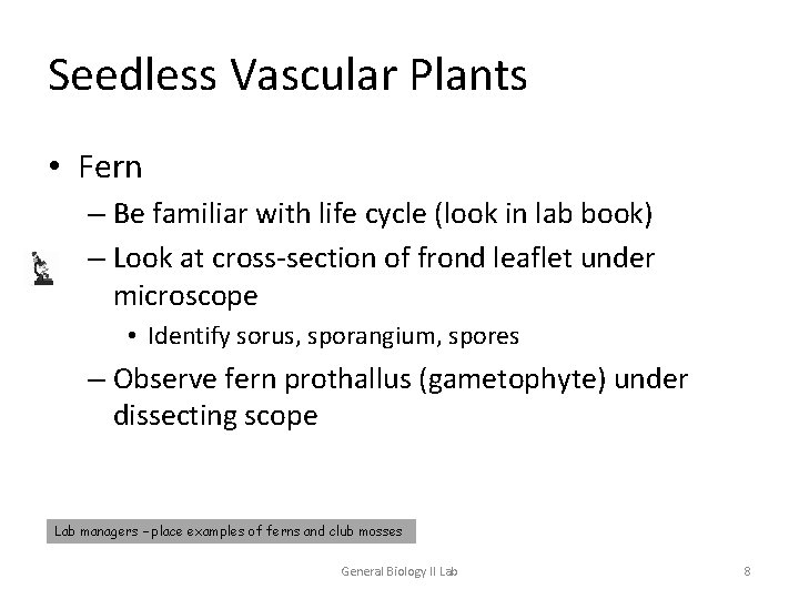 Seedless Vascular Plants • Fern – Be familiar with life cycle (look in lab