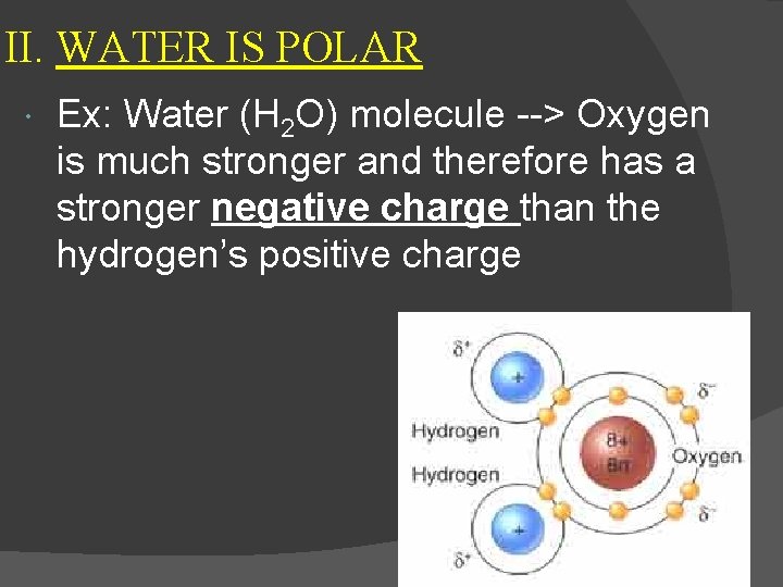 II. WATER IS POLAR Ex: Water (H 2 O) molecule --> Oxygen is much