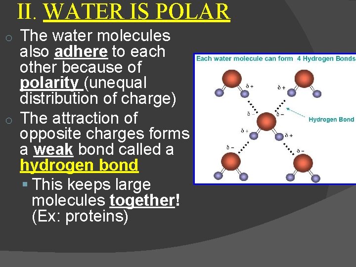 II. WATER IS POLAR The water molecules also adhere to each other because of