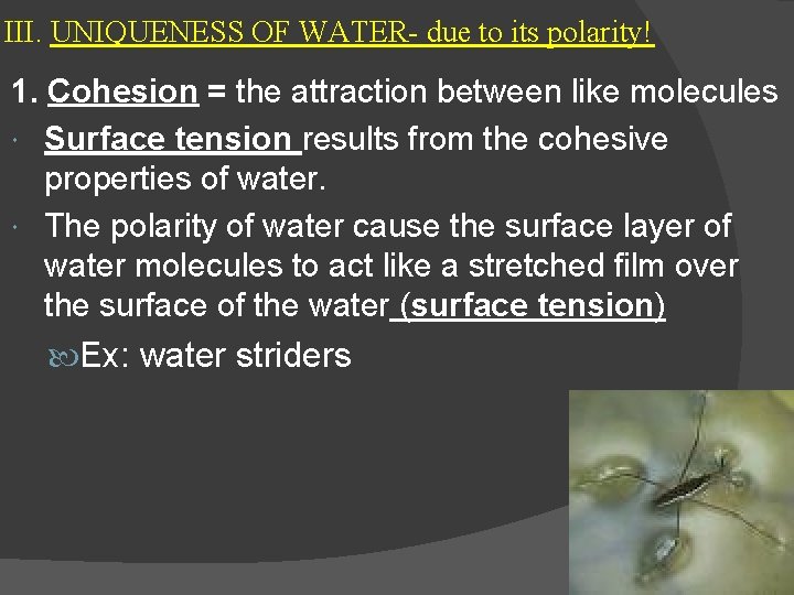 III. UNIQUENESS OF WATER- due to its polarity! 1. Cohesion = the attraction between