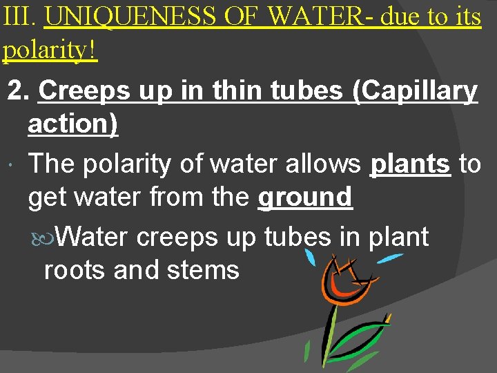 III. UNIQUENESS OF WATER- due to its polarity! 2. Creeps up in thin tubes