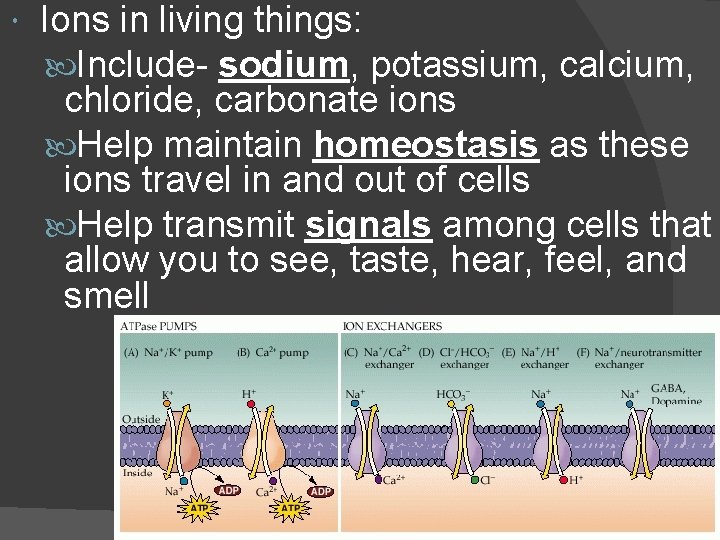  Ions in living things: Include- sodium, potassium, calcium, chloride, carbonate ions Help maintain