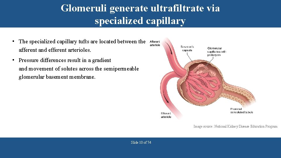 Glomeruli generate ultrafiltrate via specialized capillary • The specialized capillary tufts are located between