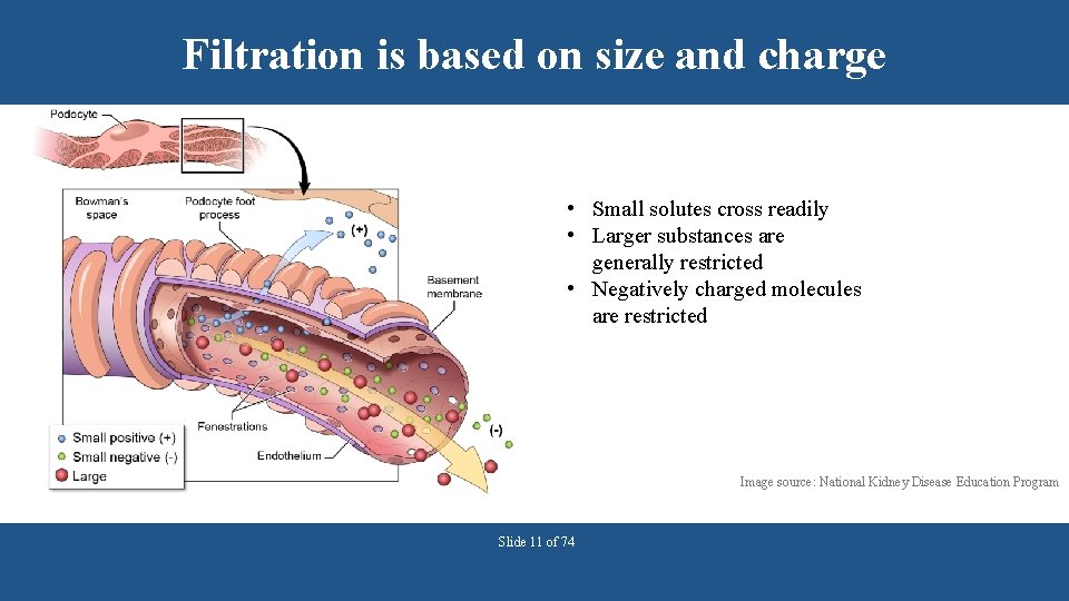 Filtration is based on size and charge • Small solutes cross readily • Larger