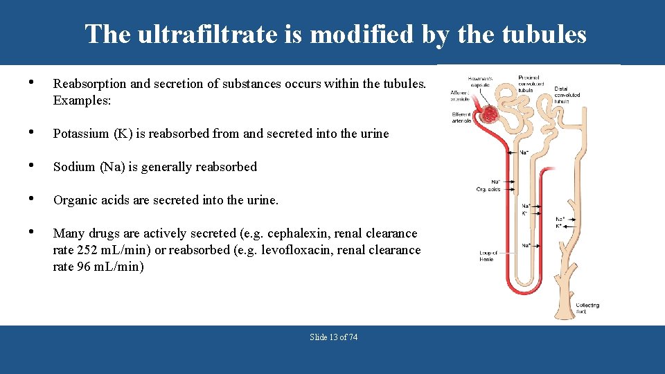 The ultrafiltrate is modified by the tubules • Reabsorption and secretion of substances occurs