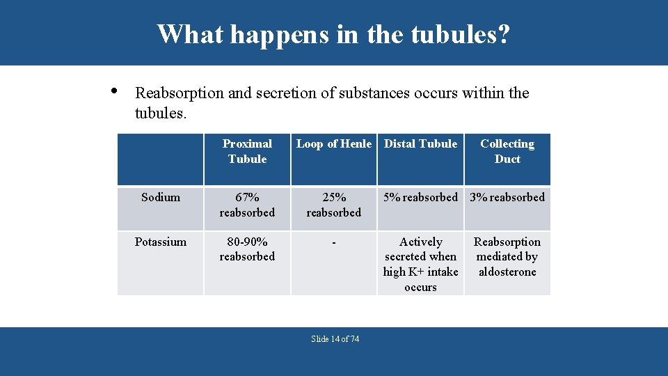 What happens in the tubules? • Reabsorption and secretion of substances occurs within the