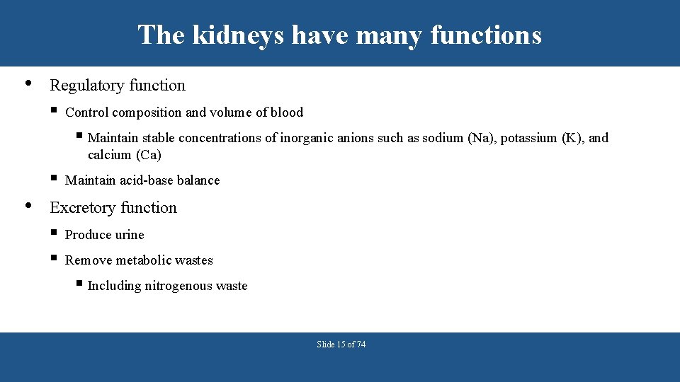 The kidneys have many functions • Regulatory function § Control composition and volume of