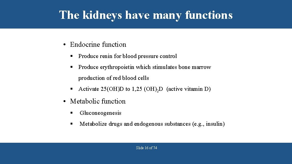 The kidneys have many functions • Endocrine function § Produce renin for blood pressure