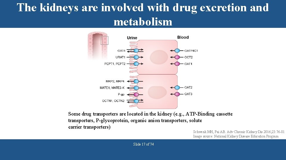 The kidneys are involved with drug excretion and metabolism Some drug transporters are located