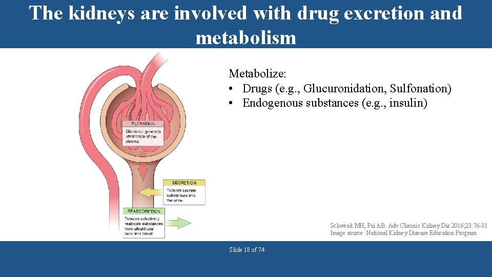 The kidneys are involved with drug excretion and metabolism Metabolize: • Drugs (e. g.