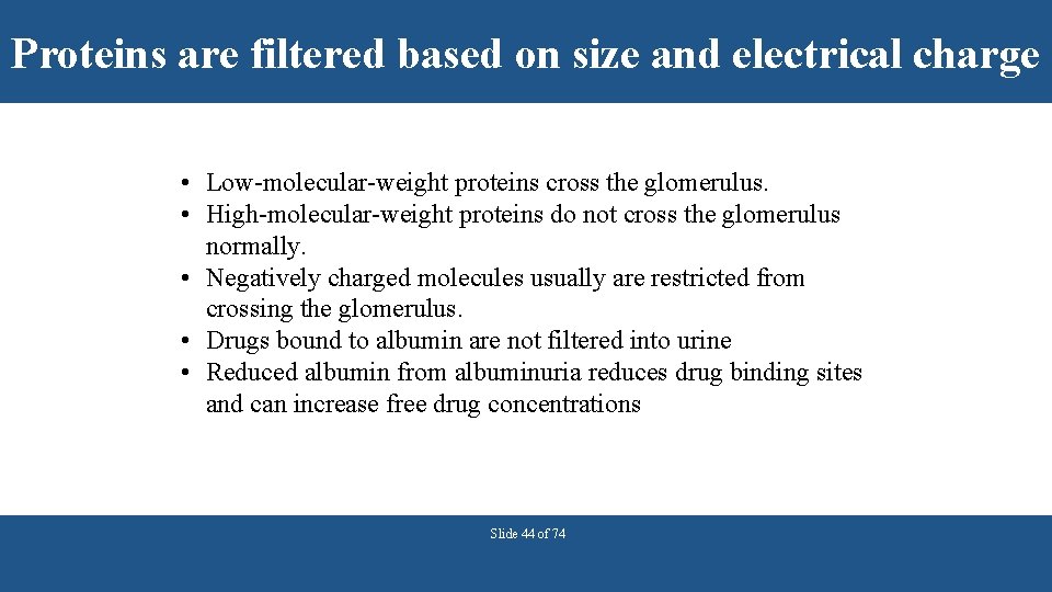 Proteins are filtered based on size and electrical charge • Low-molecular-weight proteins cross the