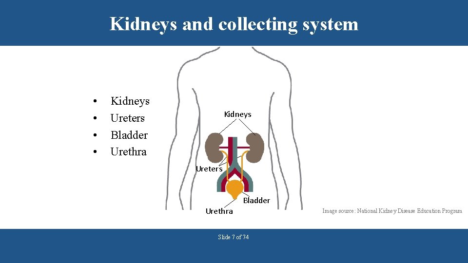 Kidneys and collecting system • • Kidneys Ureters Bladder Urethra Slide 7 of 74