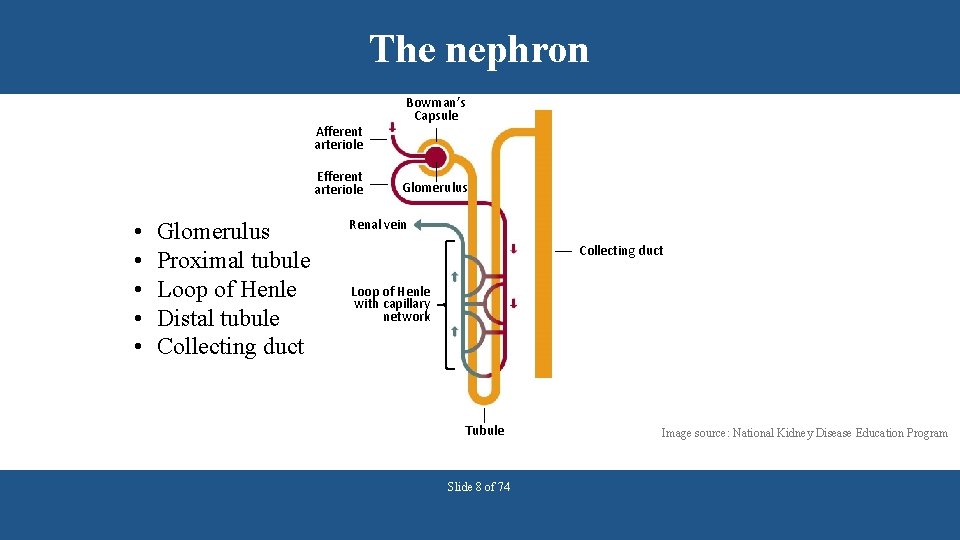 The nephron Afferent arteriole Efferent arteriole • • • Glomerulus Proximal tubule Loop of
