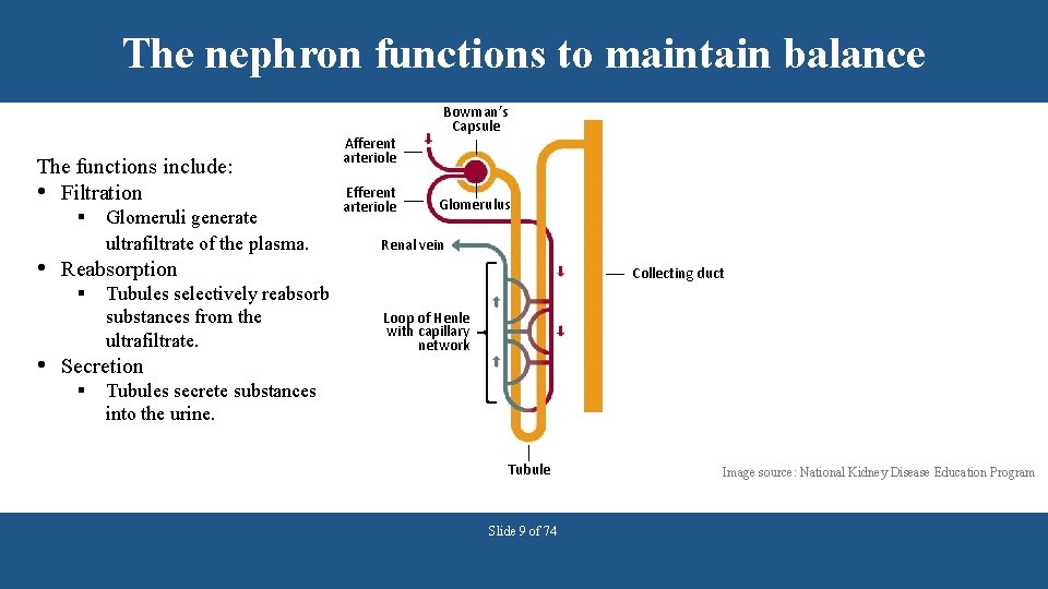 The nephron functions to maintain balance The functions include: • Filtration § Glomeruli generate