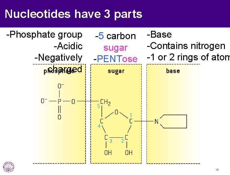 Nucleotides have 3 parts -Phosphate group -Acidic -Negatively charged -5 carbon -Base -Contains nitrogen