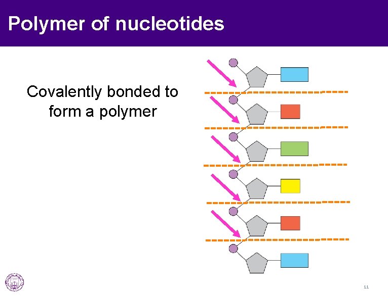 Polymer of nucleotides Covalently bonded to form a polymer 11 