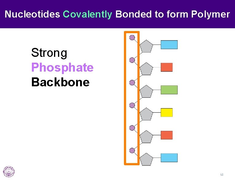 Nucleotides Covalently Bonded to form Polymer Strong Phosphate Backbone 12 