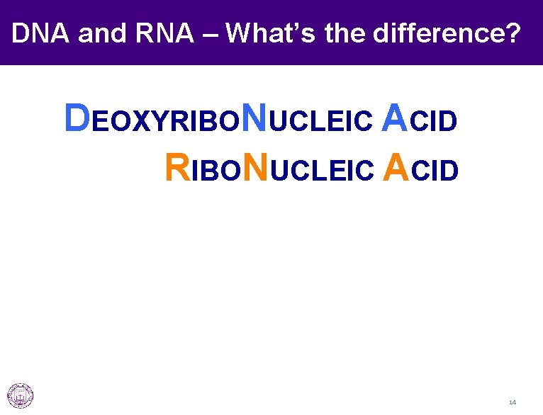 DNA and RNA – What’s the difference? DEOXYRIBONUCLEIC ACID 14 
