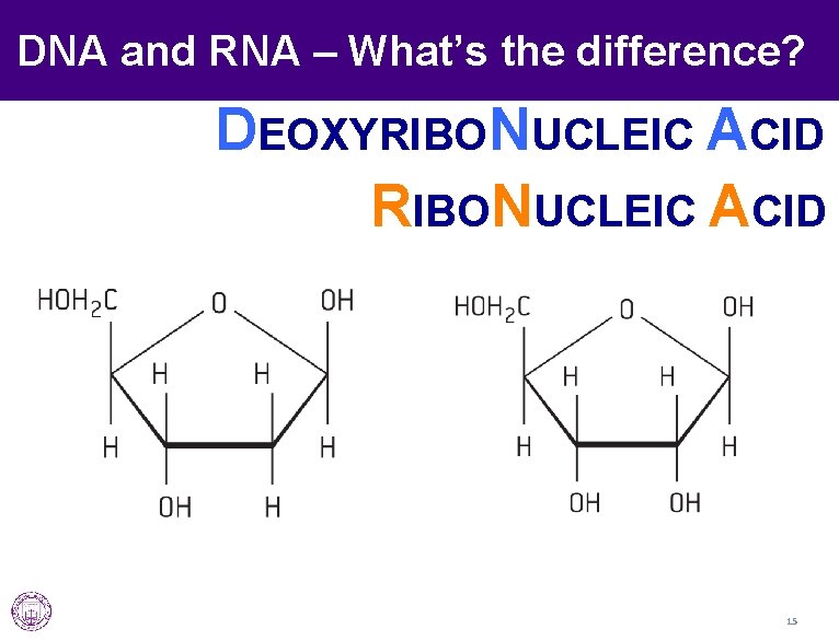 DNA and RNA – What’s the difference? DEOXYRIBONUCLEIC ACID 15 