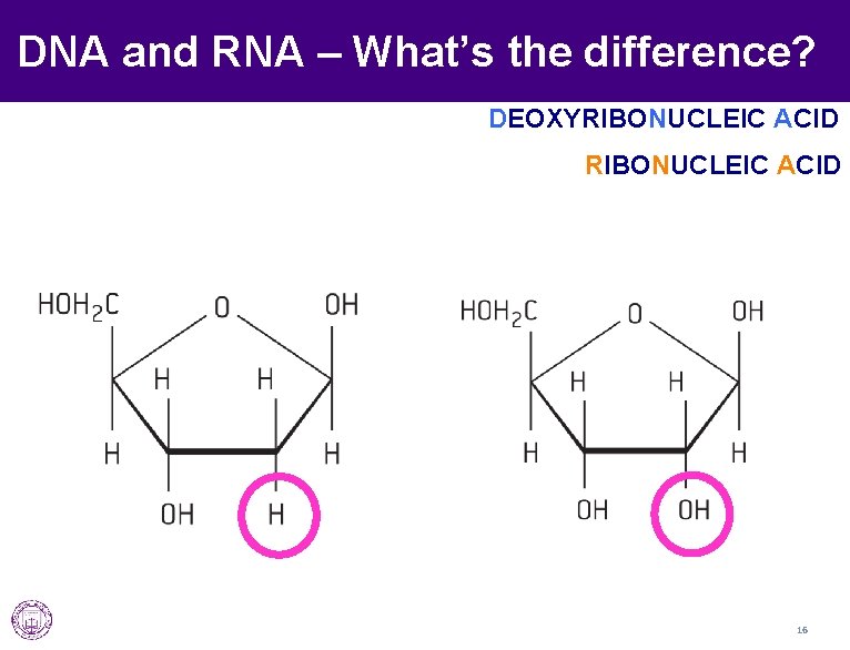 DNA and RNA – What’s the difference? DEOXYRIBONUCLEIC ACID 16 