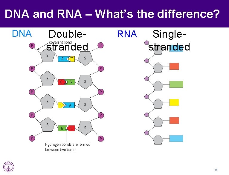 DNA and RNA – What’s the difference? DNA Doublestranded RNA Singlestranded 18 