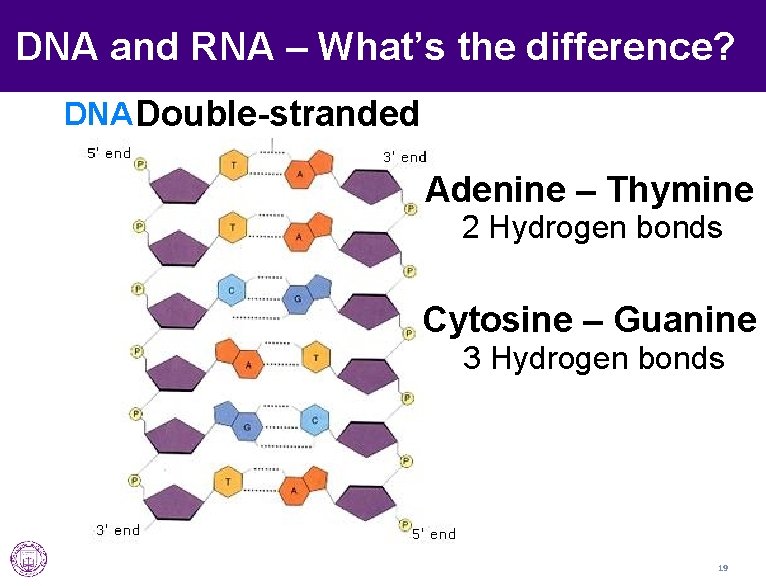 DNA and RNA – What’s the difference? DNA Double-stranded Adenine – Thymine 2 Hydrogen