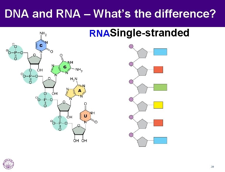 DNA and RNA – What’s the difference? RNASingle-stranded 20 