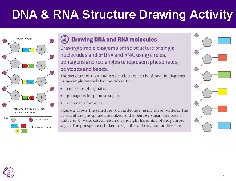 DNA & RNA Structure Drawing Activity 21 