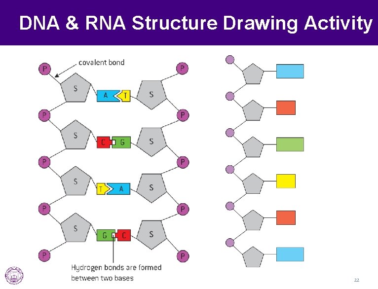 DNA & RNA Structure Drawing Activity 22 