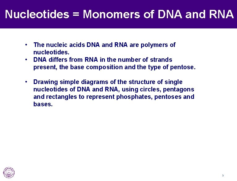 Nucleotides = Monomers of DNA and RNA • The nucleic acids DNA and RNA