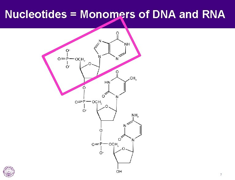 Nucleotides = Monomers of DNA and RNA 7 