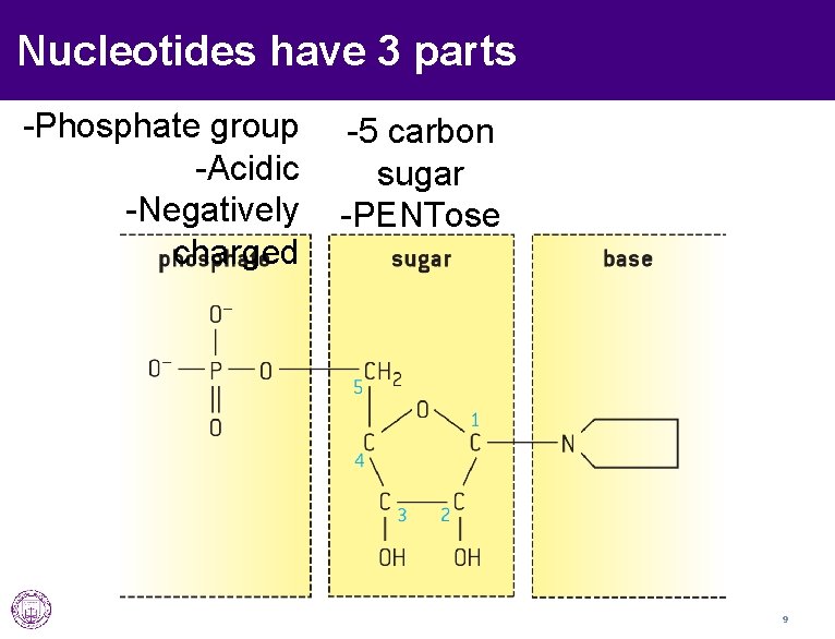 Nucleotides have 3 parts -Phosphate group -Acidic -Negatively charged -5 carbon sugar -PENTose 9
