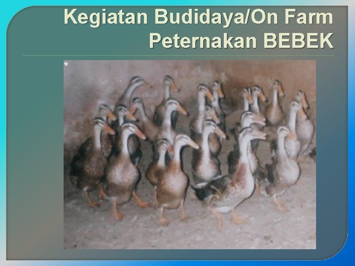 Kegiatan Budidaya/On Farm Peternakan BEBEK 