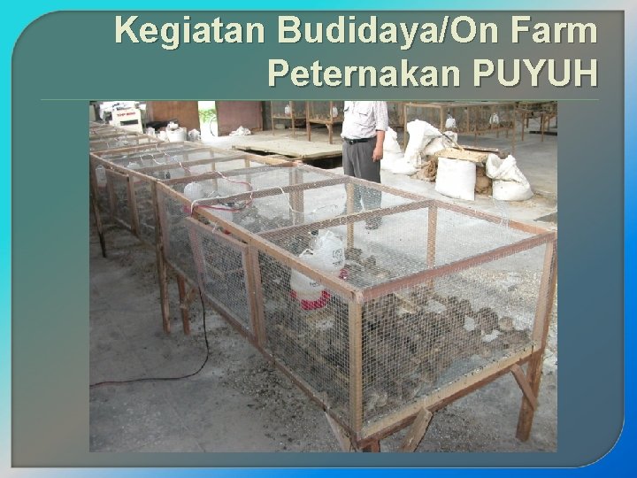 Kegiatan Budidaya/On Farm Peternakan PUYUH 