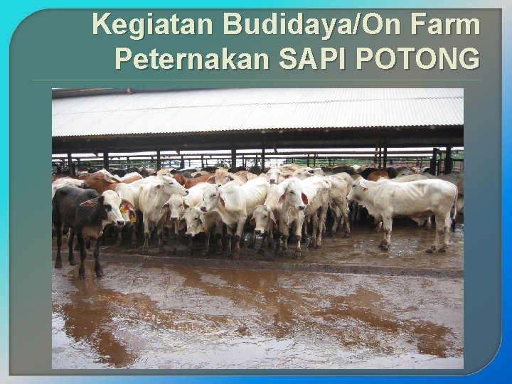 Kegiatan Budidaya/On Farm Peternakan SAPI POTONG 