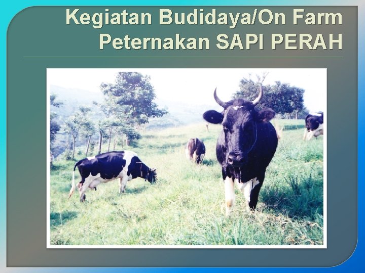 Kegiatan Budidaya/On Farm Peternakan SAPI PERAH 