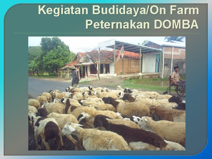 Kegiatan Budidaya/On Farm Peternakan DOMBA 