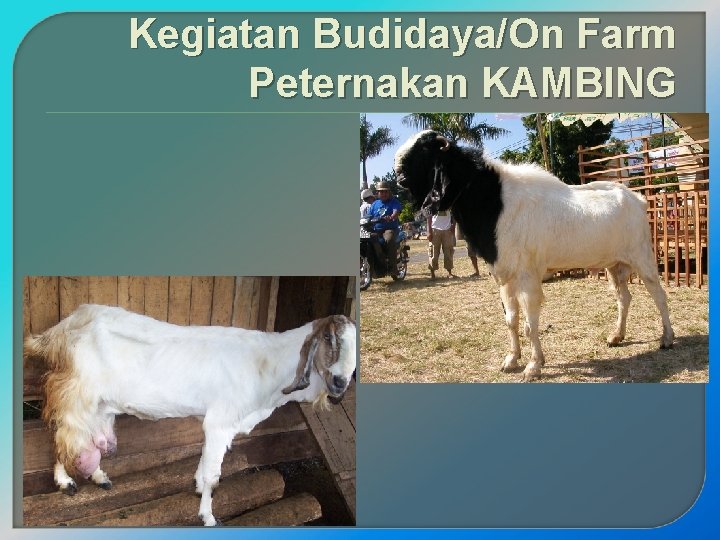 Kegiatan Budidaya/On Farm Peternakan KAMBING 