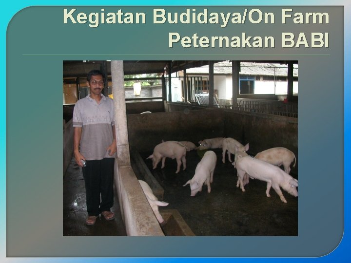 Kegiatan Budidaya/On Farm Peternakan BABI 