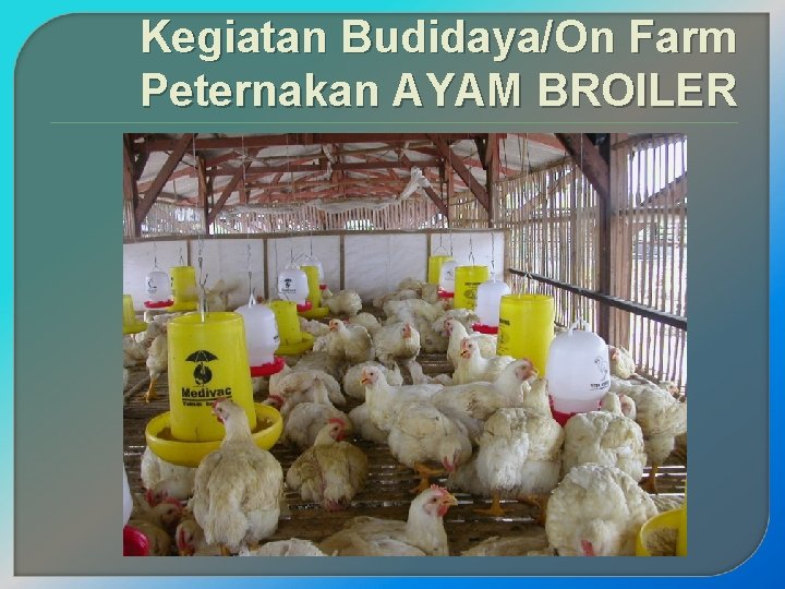 Kegiatan Budidaya/On Farm Peternakan AYAM BROILER 