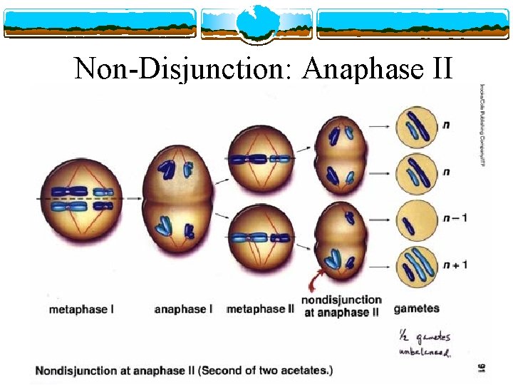 Non-Disjunction: Anaphase II 