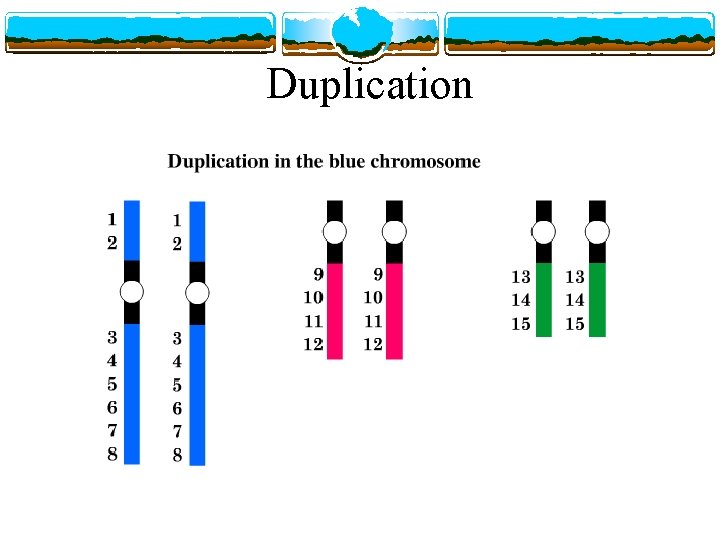 Duplication 