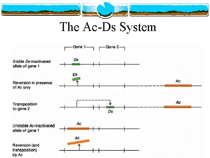 The Ac-Ds System 