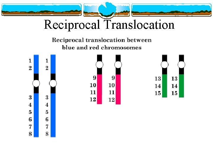 Reciprocal Translocation 