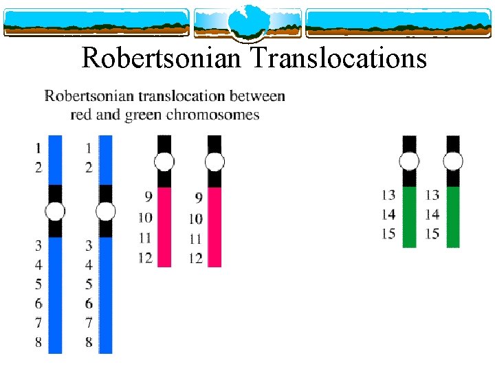 Robertsonian Translocations 
